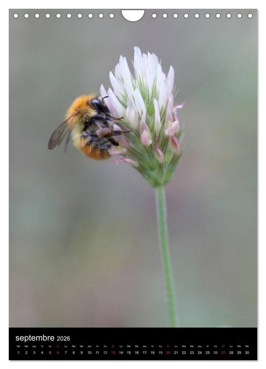Produktbild: Les abeilles et bourdons de Provence (Calendrier mural 2026 DIN A4 horizontal), CALVENDO calendrier mensuel