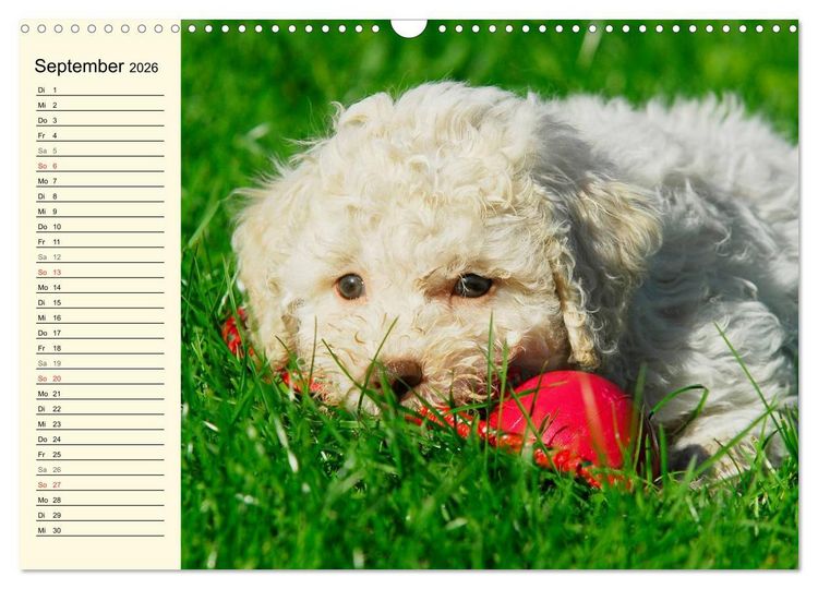 Produktbild: Lagotto Romagnolo - Italienischer Tr&uuml;ffelhund (Wandkalender 2026 DIN A3 quer), CALVENDO Monatskalender