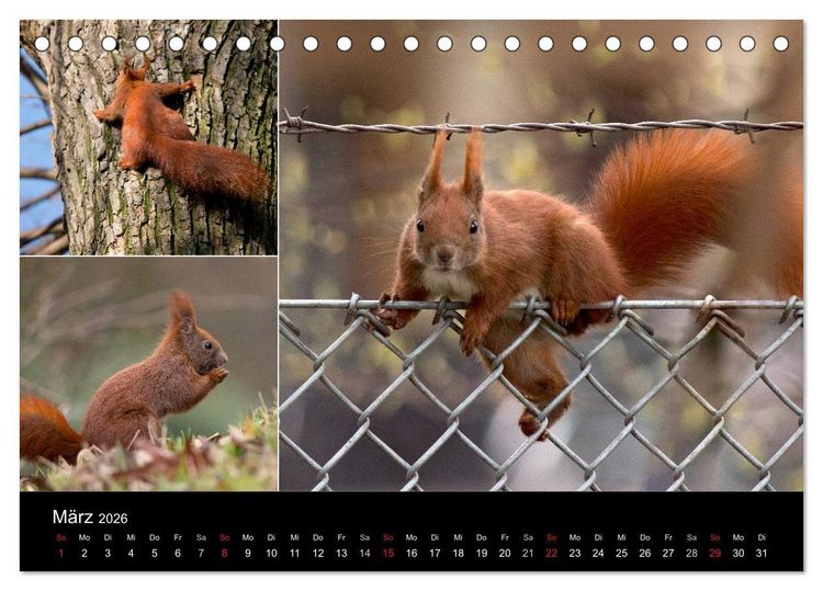 Produktbild: Wilde Eichh&ouml;rnchenwelt! (Tischkalender 2026 DIN A5 quer), CALVENDO Monatskalender