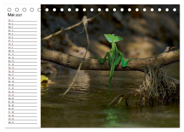 Produktbild: Costa Rica &ndash; Tierparadies im Regenwald (Tischkalender 2027 DIN A5 quer), CALVENDO Monatskalender