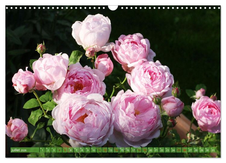 Produktbild: Le moment des roses (Calendrier mural 2026 DIN A3 vertical), CALVENDO calendrier mensuel