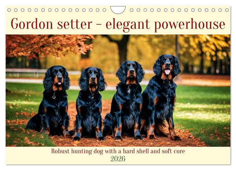 Produktbild: Gordon Setter - elegant powerhouse (Wall Calendar 2026 DIN A4 landscape), CALVENDO 12 Month Wall Calendar