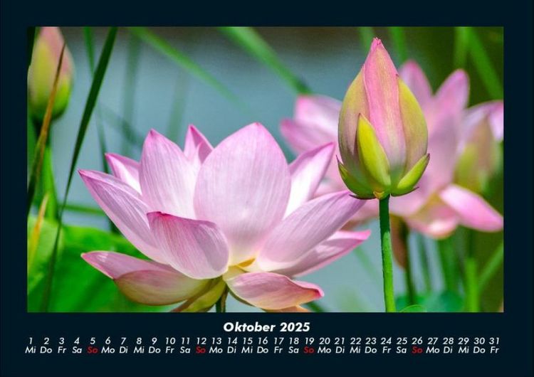 Produktbild: Pflanzen und Bl&uuml;ten 2025 Fotokalender DIN A4