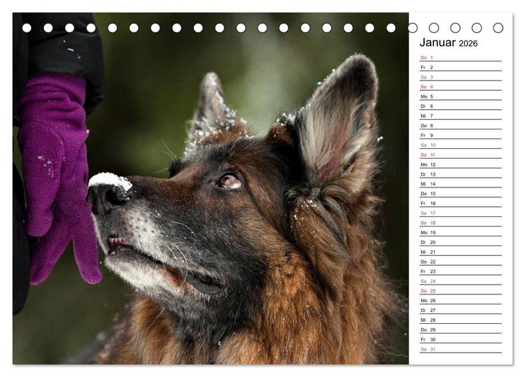 Produktbild: Zauberhafte Langhaar Sch&auml;ferhunde (Tischkalender 2026 DIN A5 quer), CALVENDO Monatskalender