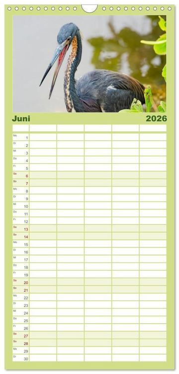 Produktbild: Familienplaner 2026 - Blaureiher und Dreifarbenreiher mit 5 Spalten (Wandkalender, 21 x 45 cm) CALVENDO