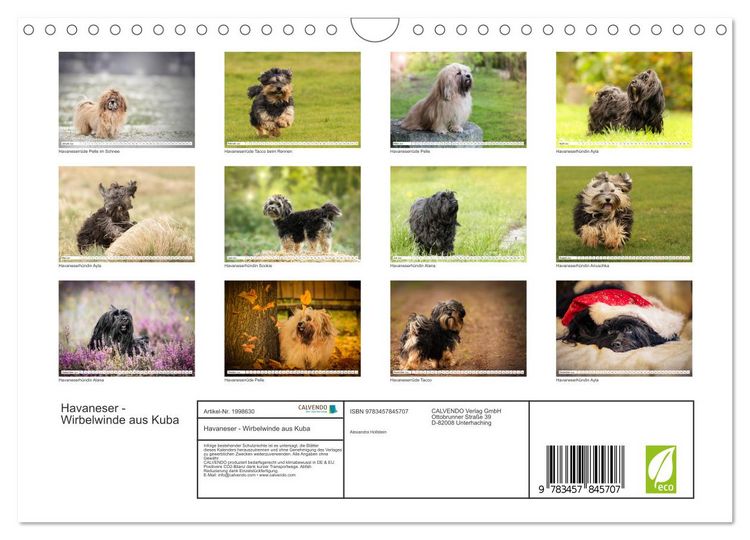 Produktbild: Havaneser - Wirbelwinde aus Kuba (Wandkalender 2026 DIN A4 quer), CALVENDO Monatskalender