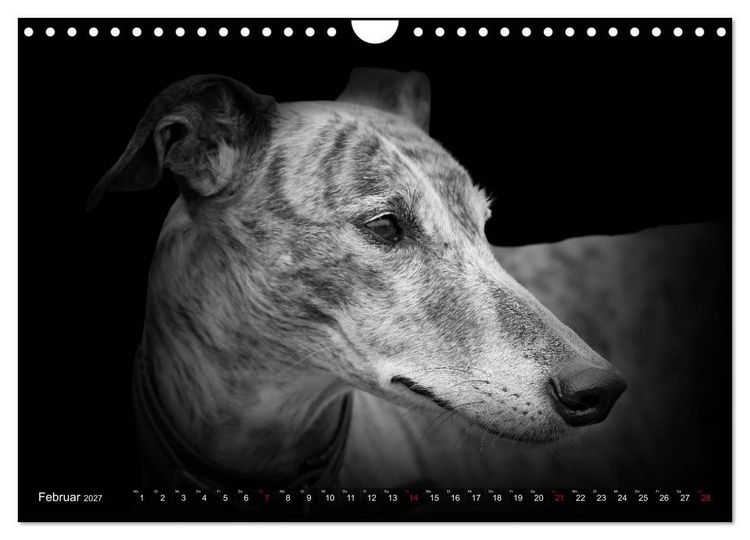 Produktbild: Galgo Espa&ntilde;ol - der spanische Windhund 2027 (Wandkalender 2027 DIN A4 quer), CALVENDO Monatskalender