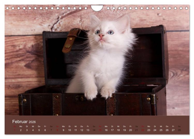 Produktbild: Verspielte Ragdolls - Sanfte Katzen in seidigem Haarkleid (Wandkalender 2026 DIN A4 quer), CALVENDO Monatskalender