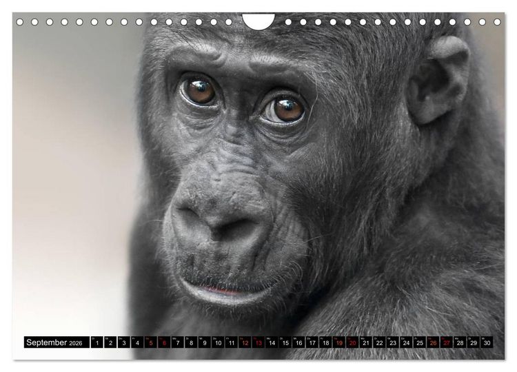 Produktbild: MENSCHEN-AFFEN-KINDER (Wandkalender 2026 DIN A4 quer), CALVENDO Monatskalender