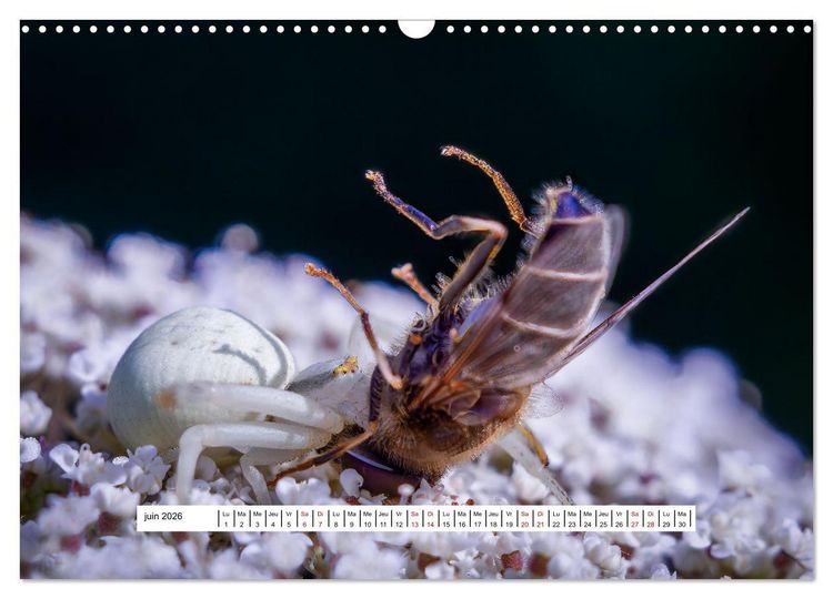 Produktbild: La vie de nos prairies - Les gu&ecirc;pes et les abeilles (Calendrier mural 2026 DIN A3 vertical), CALVENDO calendrier mensuel