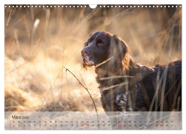 Produktbild: Der kleine M&uuml;nsterl&auml;nder (Wandkalender 2026 DIN A3 quer), CALVENDO Monatskalender