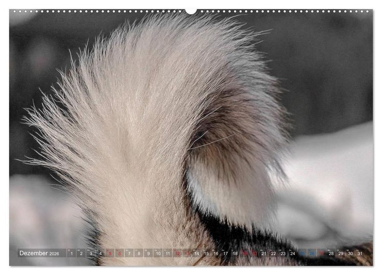 Produktbild: Alaskan Malamute in seinem Element (hochwertiger Premium Wandkalender 2026 DIN A2 quer), Kunstdruck in Hochglanz