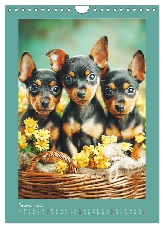 Produktbild: Mini-Pinscher. Kleine Hunde in sch&ouml;nen Momenten (Wandkalender 2027 DIN A4 hoch), CALVENDO Monatskalender