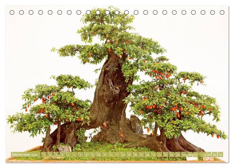 Produktbild: Gartenkunst aus Japan: Bonsai (Tischkalender 2026 DIN A5 quer), CALVENDO Monatskalender
