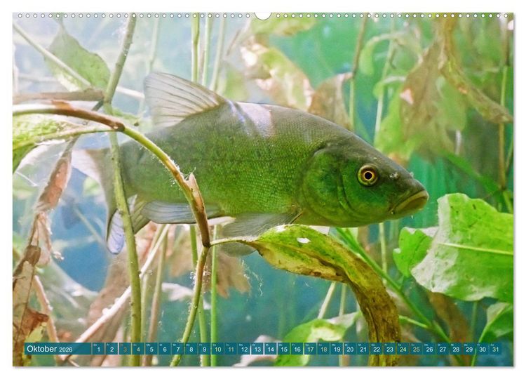 Produktbild: Fische in Teichen und Fl&uuml;ssen (hochwertiger Premium Wandkalender 2026 DIN A2 quer), Kunstdruck in Hochglanz