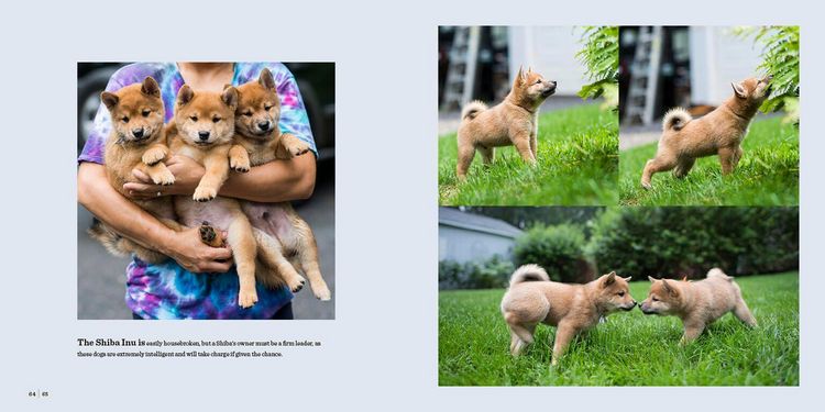 Produktbild: The Dogist Puppies