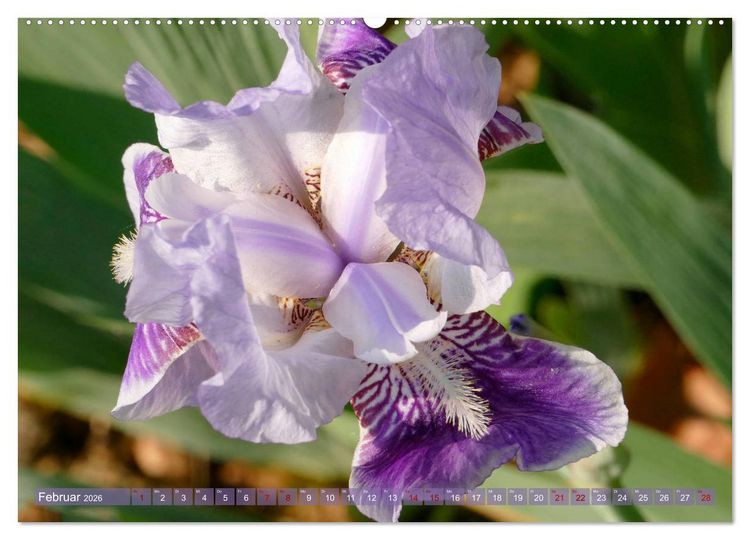 Produktbild: Iris - mond&auml;ne Gartensch&ouml;nheit (hochwertiger Premium Wandkalender 2026 DIN A2 quer), Kunstdruck in Hochglanz