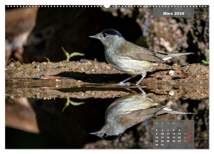 Produktbild: SINGV&Ouml;GEL - Die pr&auml;chtigen S&auml;nger in sch&ouml;nem Ambiente (hochwertiger Premium Wandkalender 2026 DIN A2 quer), Kunstdruck in Hochglanz