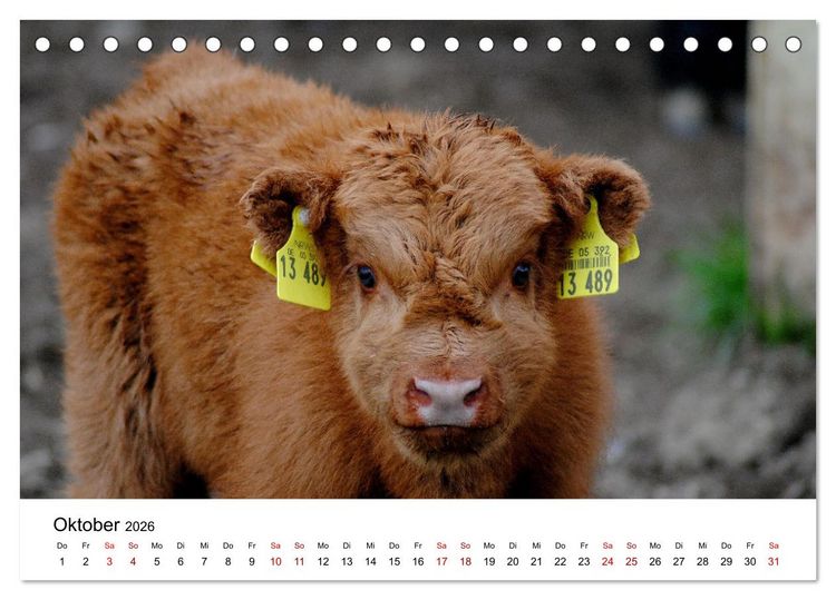 Produktbild: Die Schottischen Hochlandrinder und ihr Nachwuchs (Tischkalender 2026 DIN A5 quer), CALVENDO Monatskalender