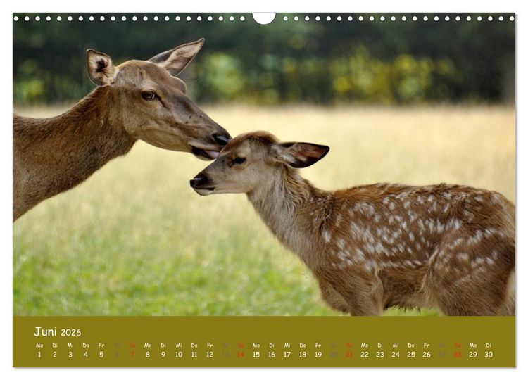 Produktbild: Begegnungen. DER HIRSCH (Wandkalender 2026 DIN A3 quer), CALVENDO Monatskalender