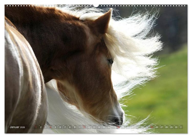 Produktbild: Haflinger Sch&ouml;nheiten (hochwertiger Premium Wandkalender 2026 DIN A2 quer), Kunstdruck in Hochglanz