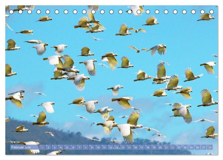 Produktbild: Farbenfrohe Papageien (Tischkalender 2026 DIN A5 quer), CALVENDO Monatskalender
