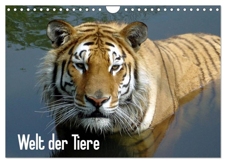 Produktbild: Welt der Tiere (Wandkalender 2026 DIN A4 quer), CALVENDO Monatskalender