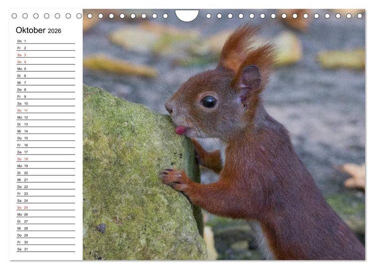 Produktbild: Guck mal, ein Eichh&ouml;rnchen! (Wandkalender 2026 DIN A4 quer), CALVENDO Monatskalender