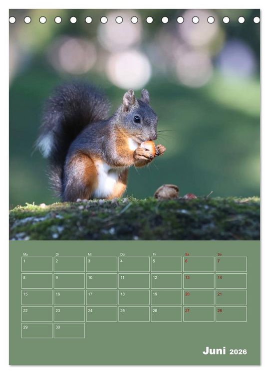 Produktbild: Eichh&ouml;rnchen - Planer (Tischkalender 2026 DIN A5 hoch), CALVENDO Monatskalender