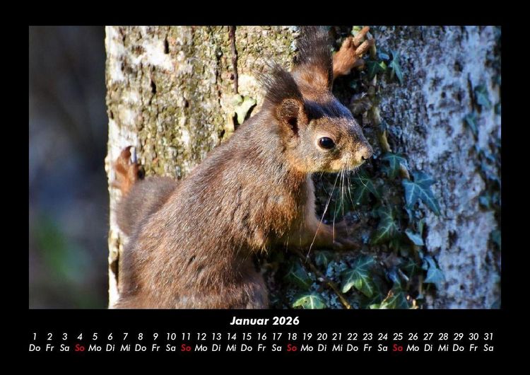 Produktbild: Waldbewohner 2026 Fotokalender DIN A3