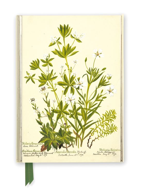 Produktbild: Premium Notizbuch DIN A5: Charlotte Cowan Pearson, Sternmiere, Waldmeister und Pfefferkraut