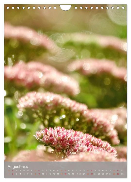 Produktbild: Mit Bokeh-Fotografie durch das Jahr (Wandkalender 2026 DIN A4 hoch), CALVENDO Monatskalender