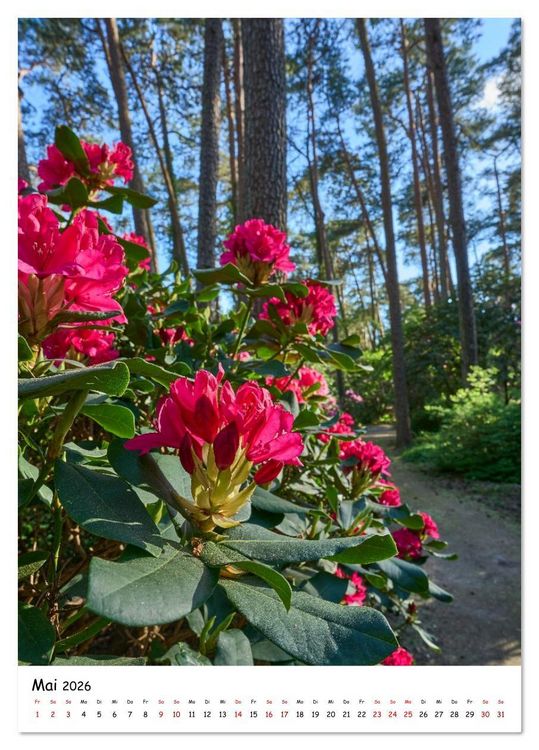 Produktbild: Zauberhafte Rhododendren (Tischkalender 2026 DIN A5 hoch), CALVENDO Monatskalender