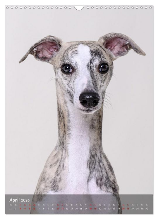 Produktbild: Whippets im Portrait (Wandkalender 2026 DIN A3 hoch), CALVENDO Monatskalender