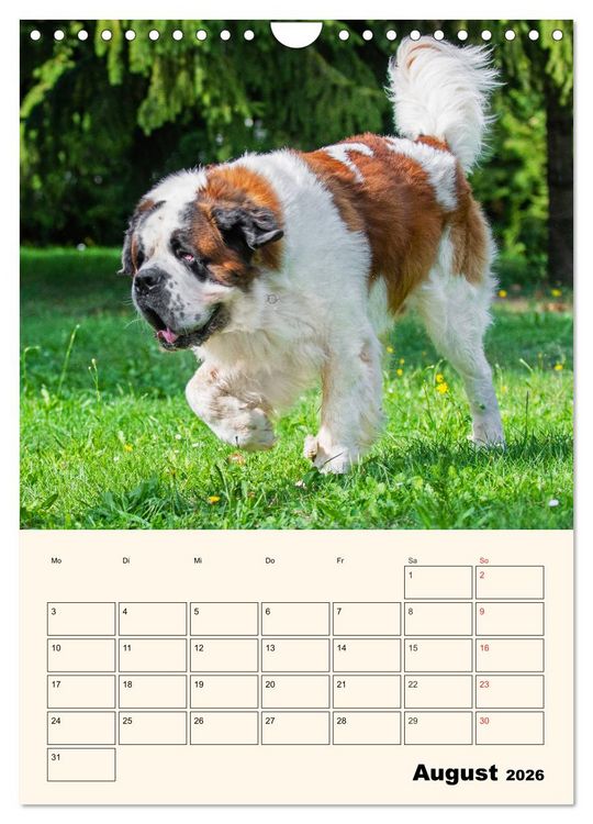Produktbild: Bernhardiner - Mit dem St. Bernhardshund durch das Jahr (Wandkalender 2026 DIN A4 hoch), CALVENDO Monatskalender