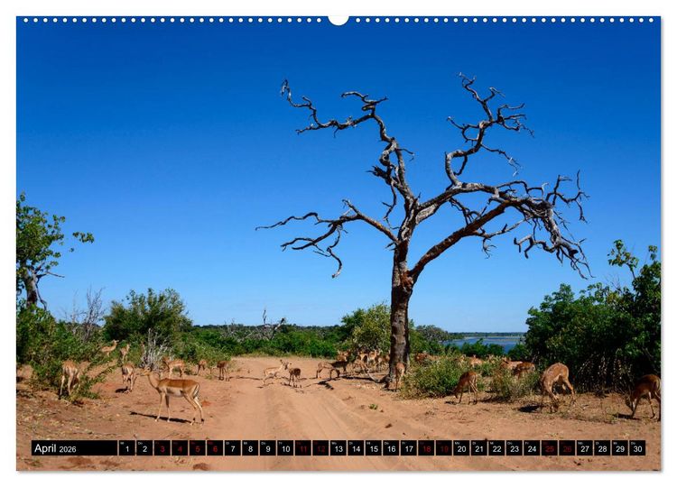 Produktbild: Faszination Botswana (hochwertiger Premium Wandkalender 2026 DIN A2 quer), Kunstdruck in Hochglanz
