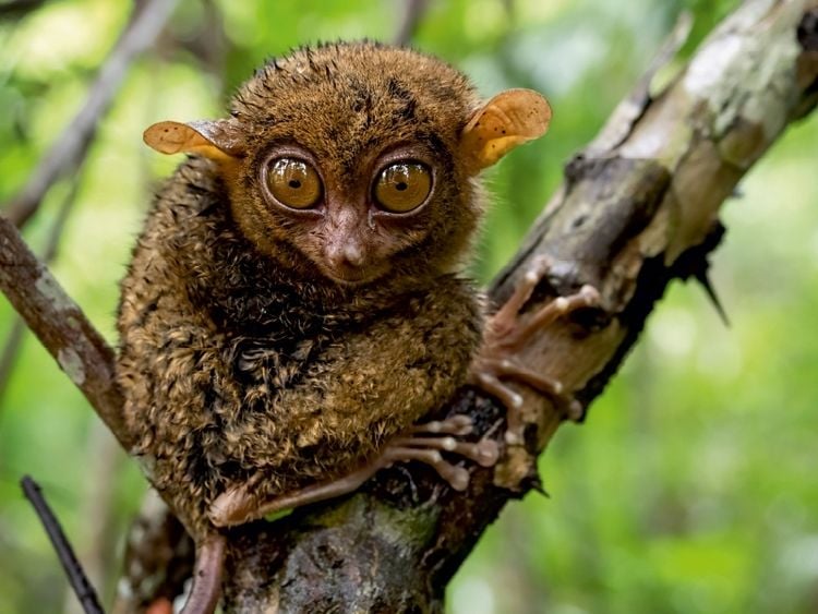 Produktbild: CALVENDO Puzzle Philippinischer Koboldmaki auf Bohol | 1000 Teile Lege-Gr&ouml;&szlig;e 64x48cm Foto-Puzzle f&uuml;r gl&uuml;ckliche Stunden