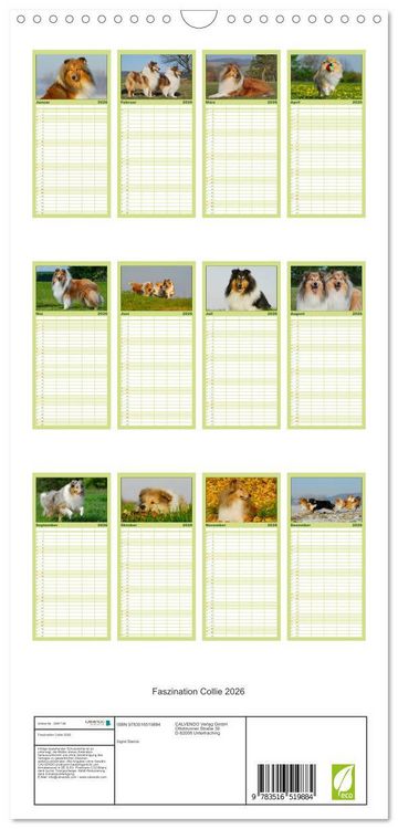 Produktbild: Familienplaner 2026 - Faszination Collie 2026 mit 5 Spalten (Wandkalender, 21 x 45 cm) CALVENDO