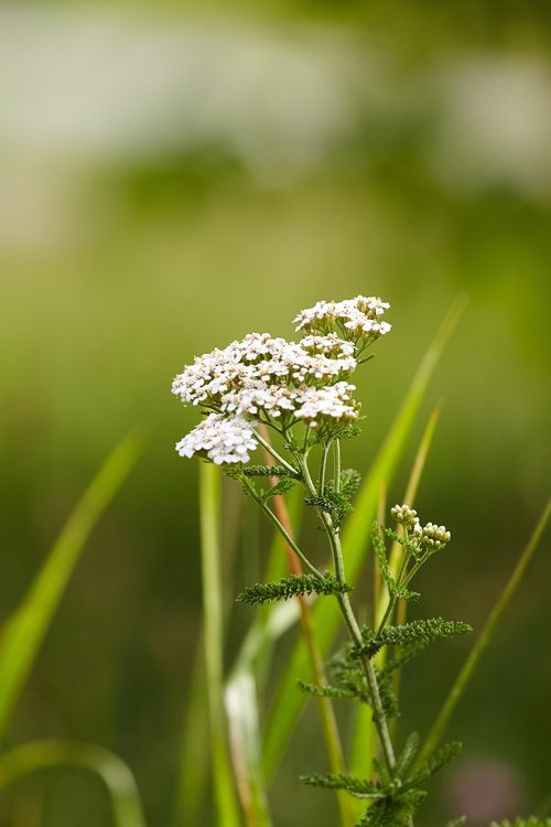 Produktbild: Gesunde Wildkr&auml;uter aus meinem Garten