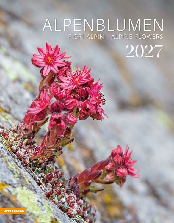 Produktbild: Alpenblumen Kalender 2027