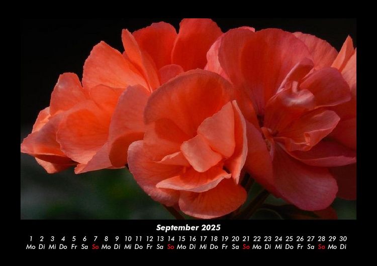 Produktbild: Blumenzauber 2025 Fotokalender DIN A3