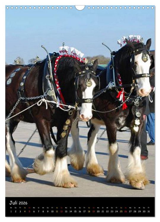 Produktbild: Shire Horse - Geschm&uuml;ckte Riesen (Wandkalender 2026 DIN A3 hoch), CALVENDO Monatskalender