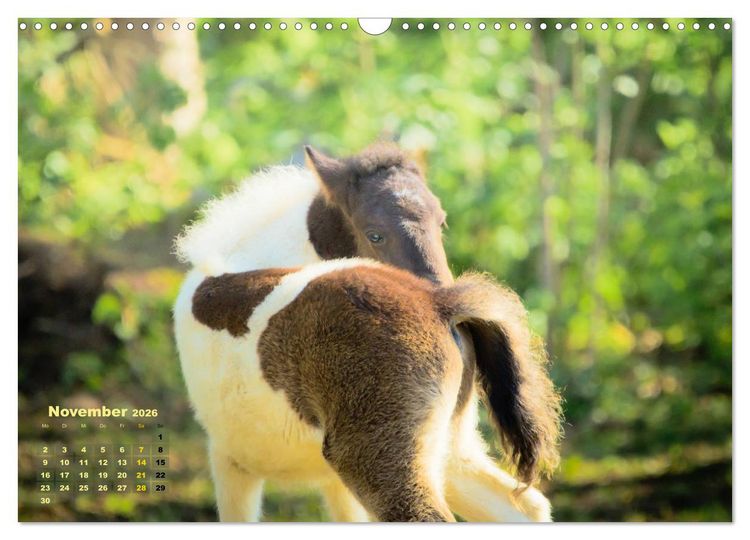 Produktbild: Wunderbare Fohlen (Wandkalender 2026 DIN A3 quer), CALVENDO Monatskalender