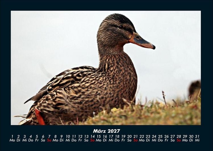 Produktbild: Welt der V&ouml;gel 2027 Fotokalender DIN A4