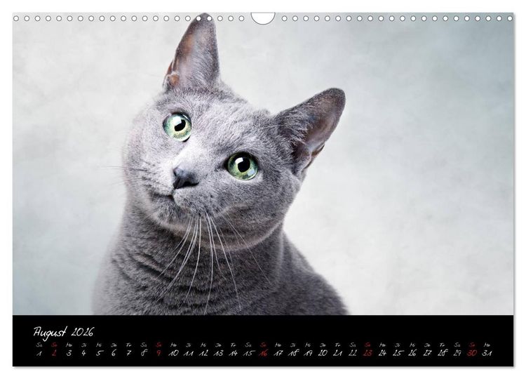 Produktbild: Katzen 2026 (Wandkalender 2026 DIN A3 quer), CALVENDO Monatskalender