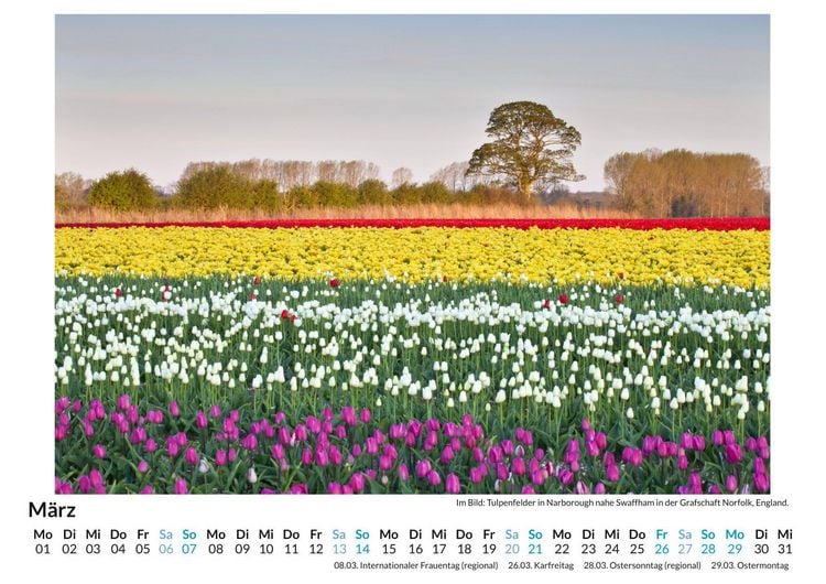 Produktbild: Tulpen