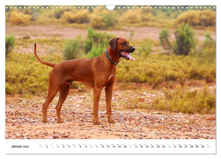 Produktbild: Rhodesian Ridgebacks (Wandkalender 2026 DIN A3 quer), CALVENDO Monatskalender