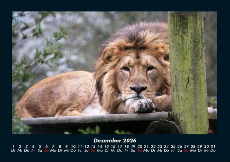 Produktbild: L&ouml;wen in der Wildnis 2026 Fotokalender DIN A4