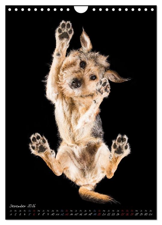 Produktbild: Down Under - Hunde auf der Glasplatte (Wandkalender 2026 DIN A4 hoch), CALVENDO Monatskalender