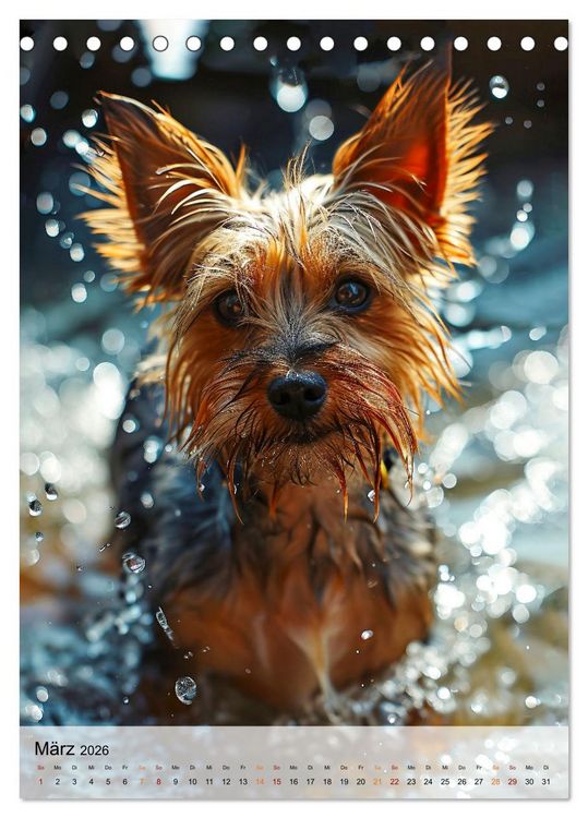 Produktbild: Yorkshire Terrier - ein Hund mit starkem Charakter (Tischkalender 2026 DIN A5 hoch), CALVENDO Monatskalender